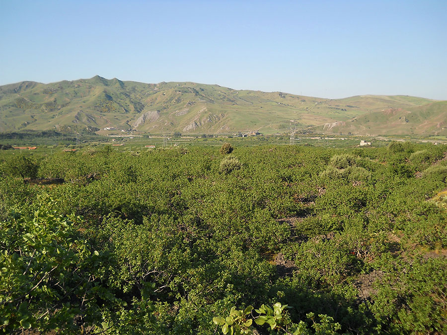 La Valle del Pistacchio - La valle