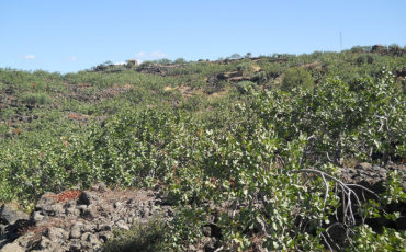 La Valle del Pistacchio - Azienda