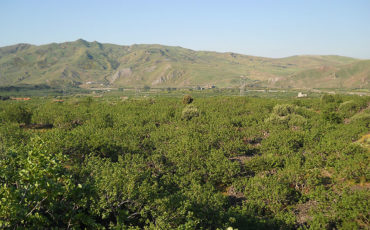 La Valle del Pistacchio - Azienda