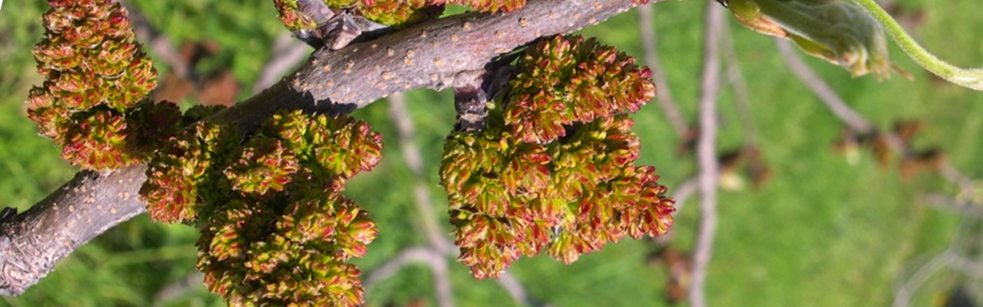 Semilavorati di pistacchio