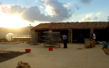 La Valle del Pistacchio - Essiccazione