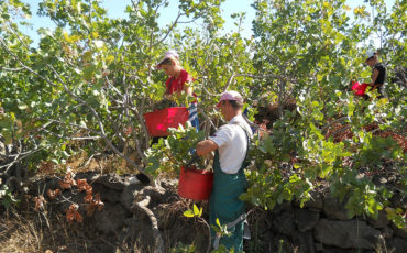 La Valle del Pistacchio - Raccolta