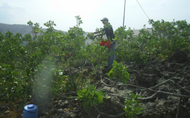 La Valle del Pistacchio - Raccolta