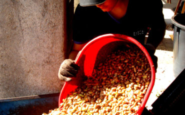 La Valle del Pistacchio - Raccolta